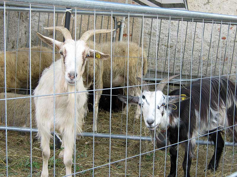 Foire d Lari, la dernire dimanche de aot, Torre Roatta